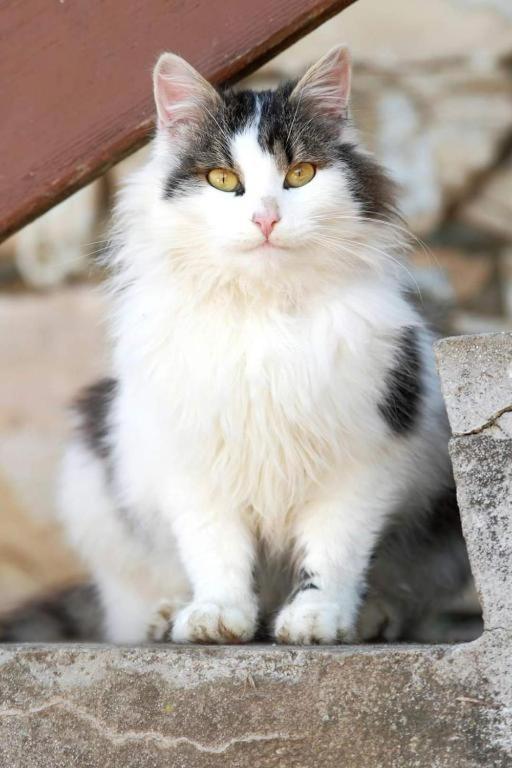 Leo